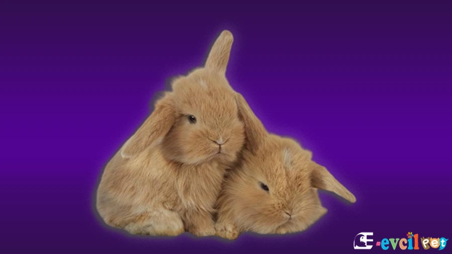 Hollanda Lop Tavşanları Bakımı
