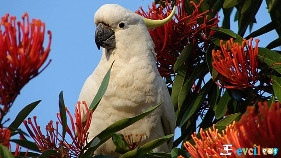 Kakadu Papağanı (Cockatoo) Besleniyor