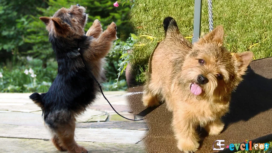 Norwich Terrier Temel Eğitimi ve Tuvalet Eğitimi