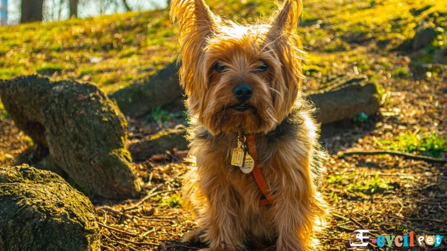 Silky Terrier Temel Eğitimi ve Tuvalet Eğitimi