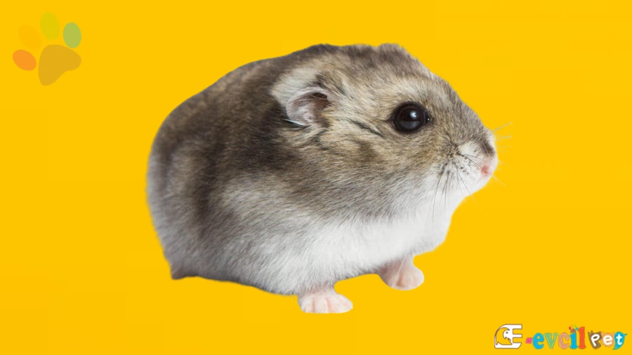 Gonzales Hamster Özellikleri