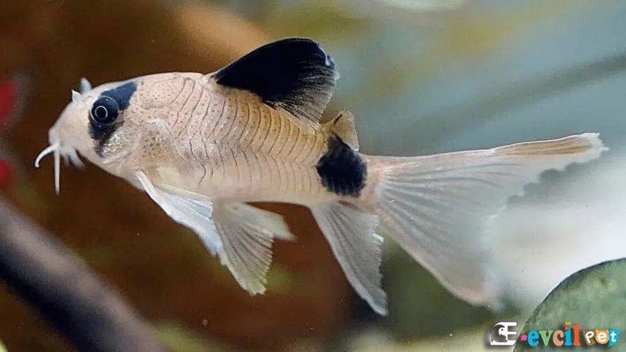 Panda Çöpçü Balığı (Corydoras panda)