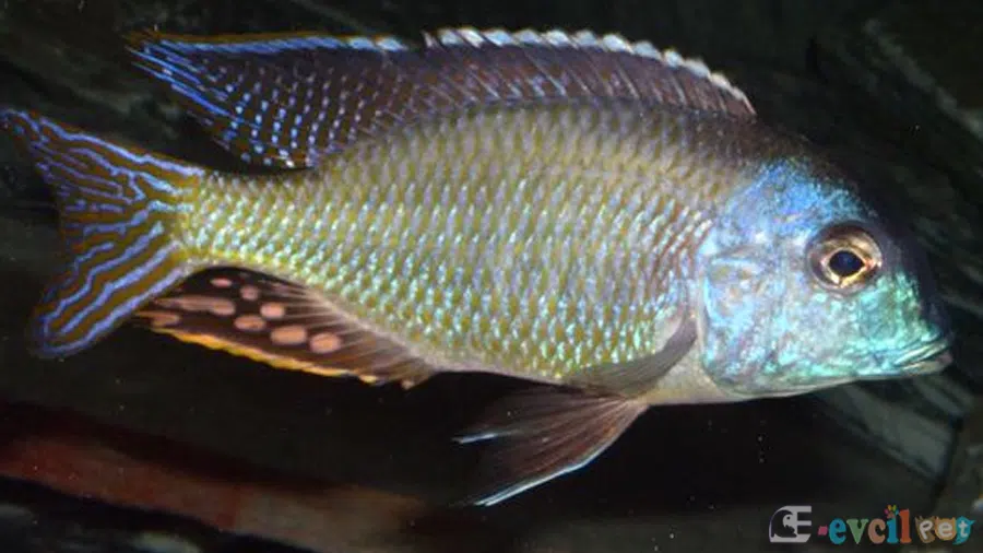 Tramitichromis lituris Erkek