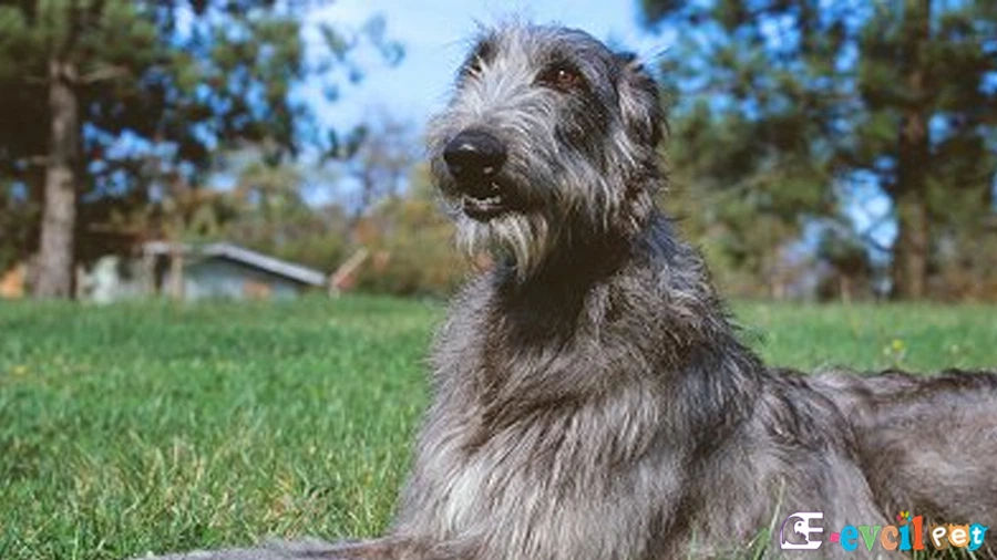 Scottish Deerhound Fiziksel Özellikleri (İskoç Geyik Tazısı)