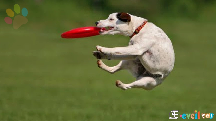 Bir köpek günde kaç saat yürümeli?