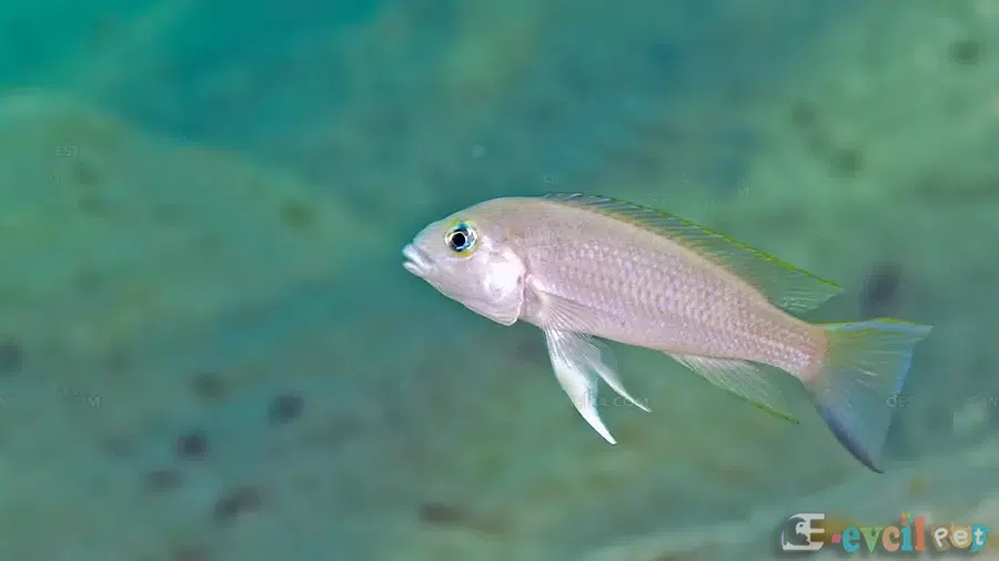 Neolamprologus christyi Doğal Yaşam Alanında