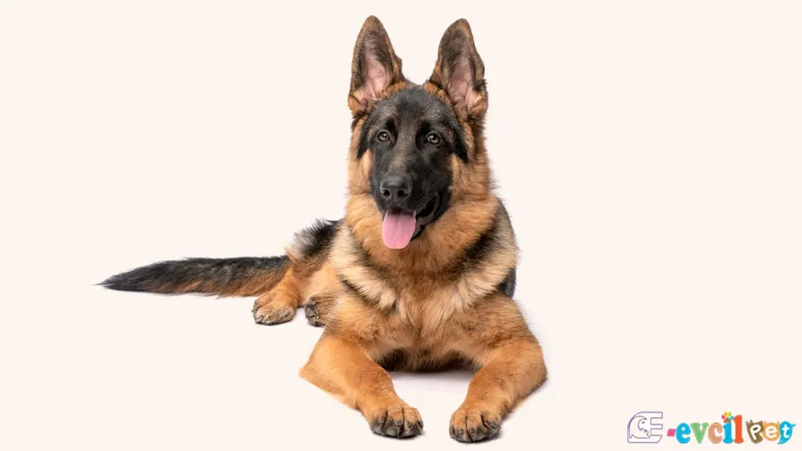 Alman çoban Köpeği Alman Kurdu Fiziksel Özellikleri