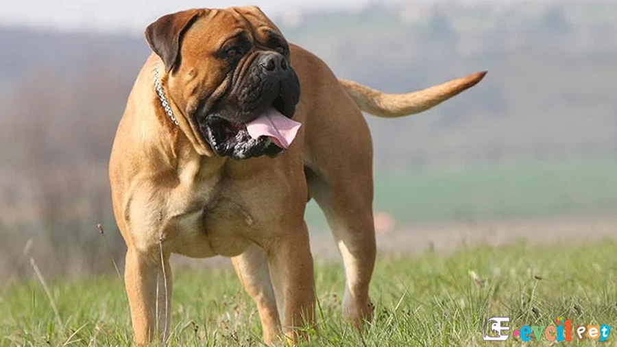 Bullmastiff Bullmastiff Karakter Özellikleri