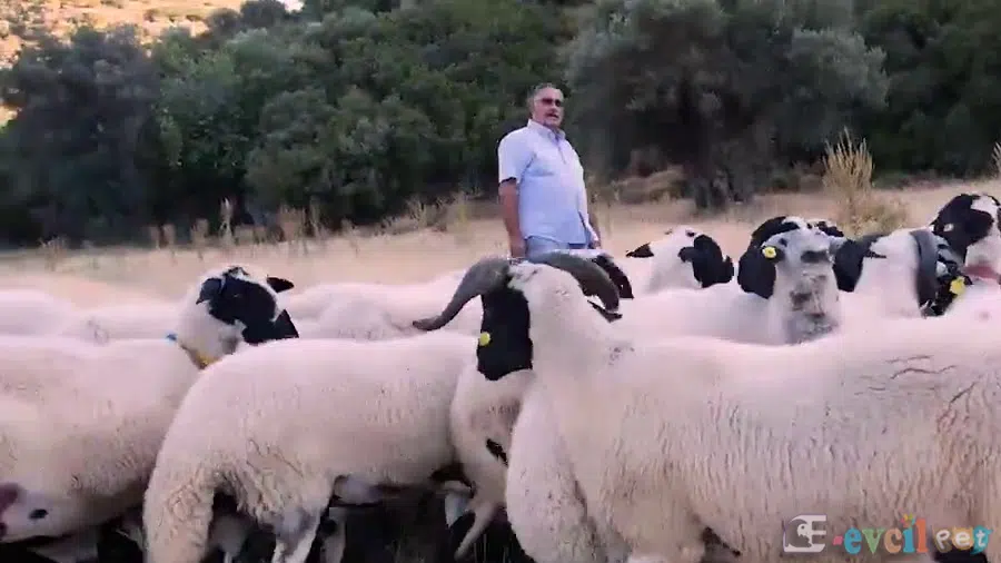 Sakız Koyunu Otlanırken