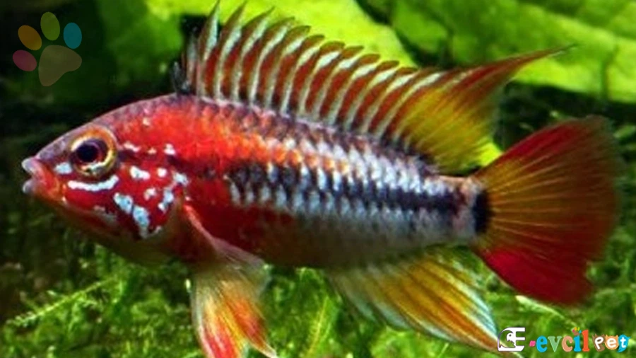 Apistogramma viejita (Viejita Cichlid)