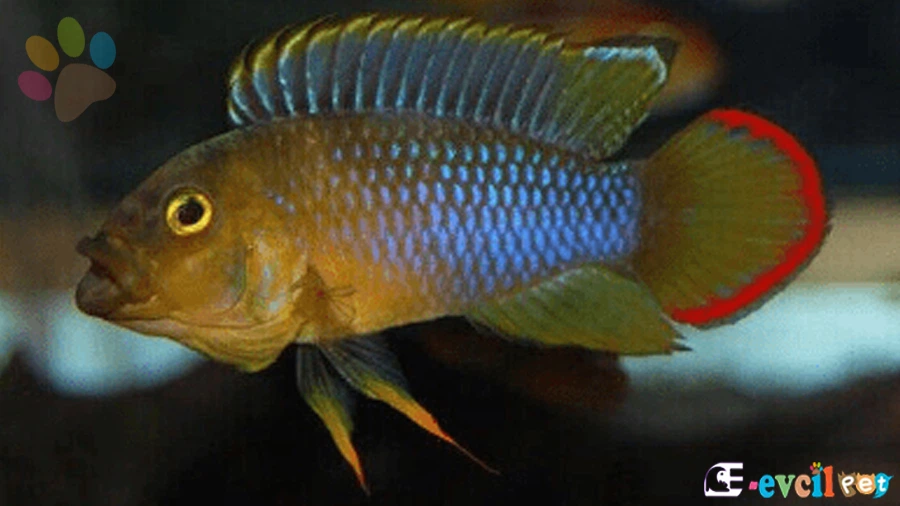 Apistogramma nijsseni