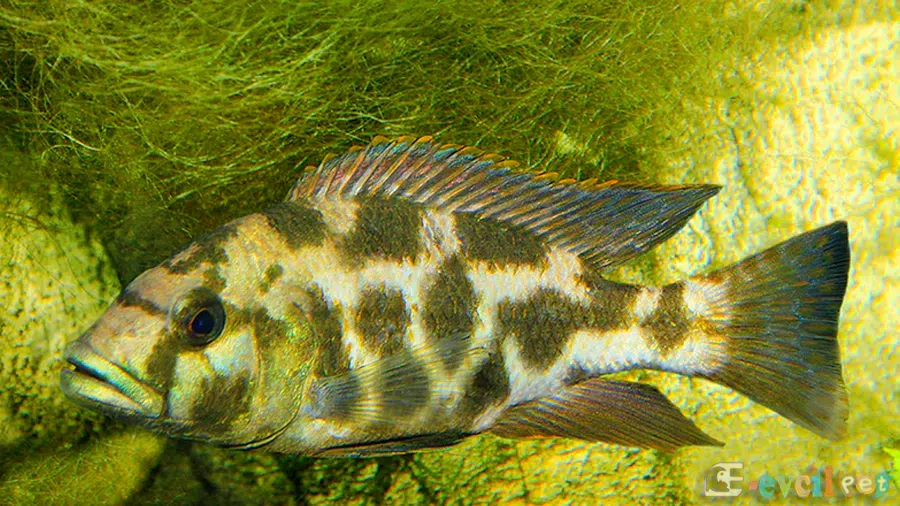 Nimbochromis livingstonii Yaşayan Kaya