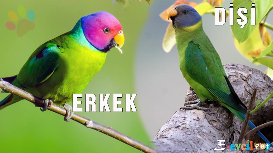 Erik Başlı Papağan Cinsiyet Ayrımı