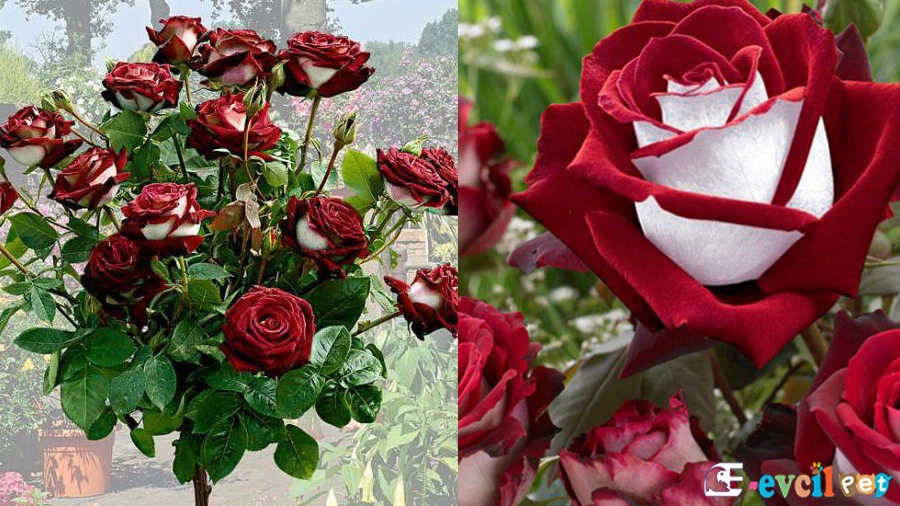 Osiria Gülü (Türk Gülü)