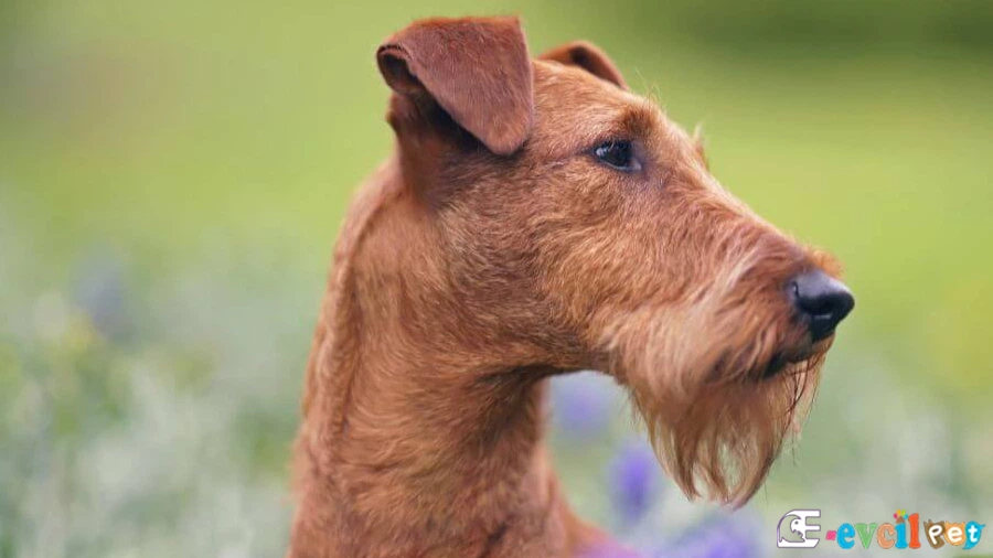 Irısh Terrier (İrlanda Teriyeri) Temel Eğitimi ve Tuvalet Eğitimi
