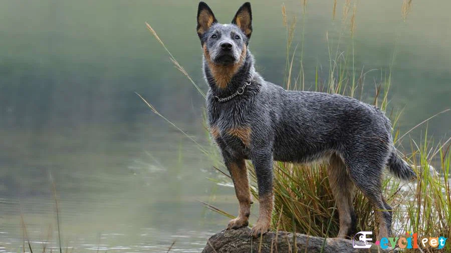 Avustralya Sığır Çoban Köpeği (Australian Cattle Dog) Avustralya Sığır Çoban Köpeği Bakımı ve Beslenmesi (Australian Cattle Dog)