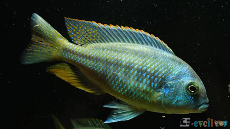 Chilotilapia Rhoadesii