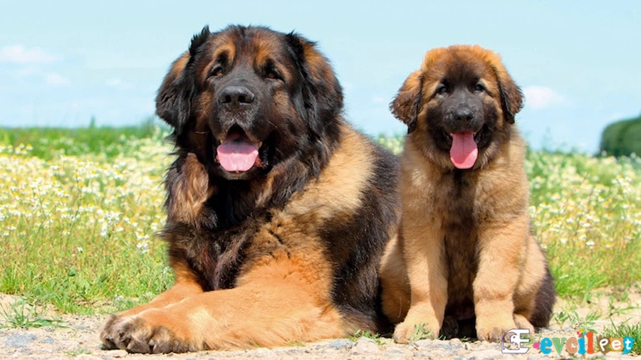 Leonberger Genetik Sağlık Sorunları Hastalıkları