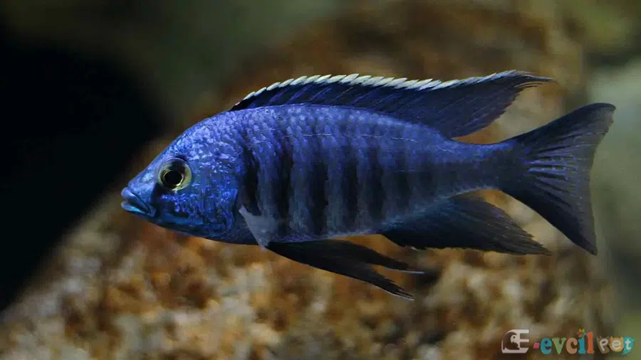 Copadichromis azureus