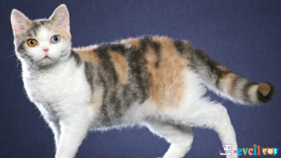 Amerikan Wirehair Temel Eğitimi ve Tuvalet Eğitimi