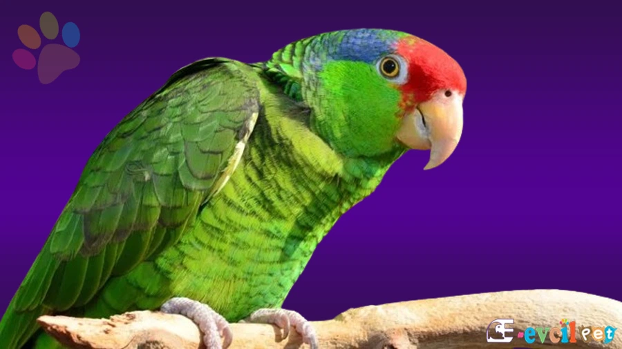 Amazon Papağanı Fiziksel Özellikleri