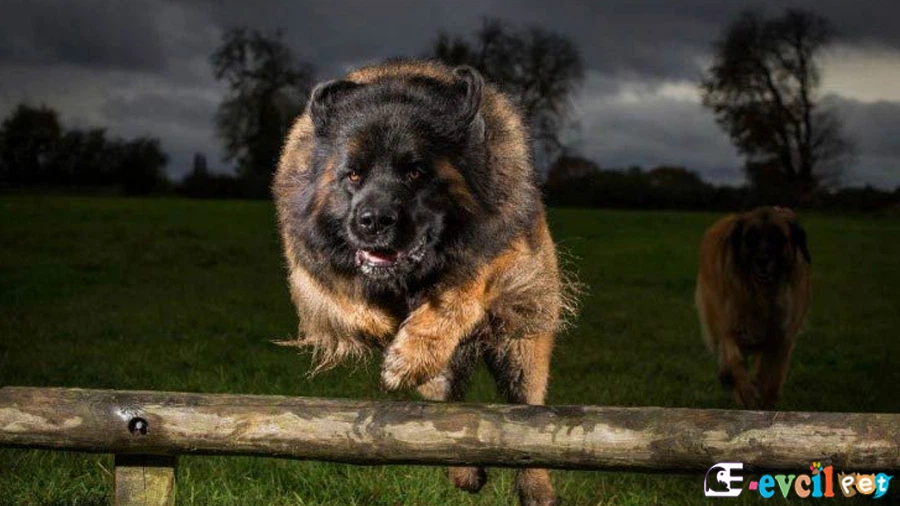 Leonberger Temel Eğitimi ve Tuvalet Eğitimi