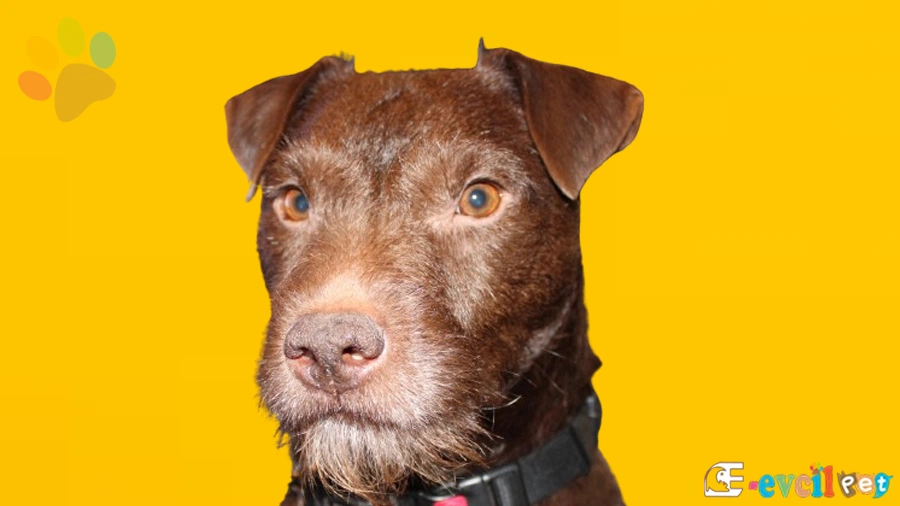 Patterdale Terrier Bakımı ve Beslenmesi