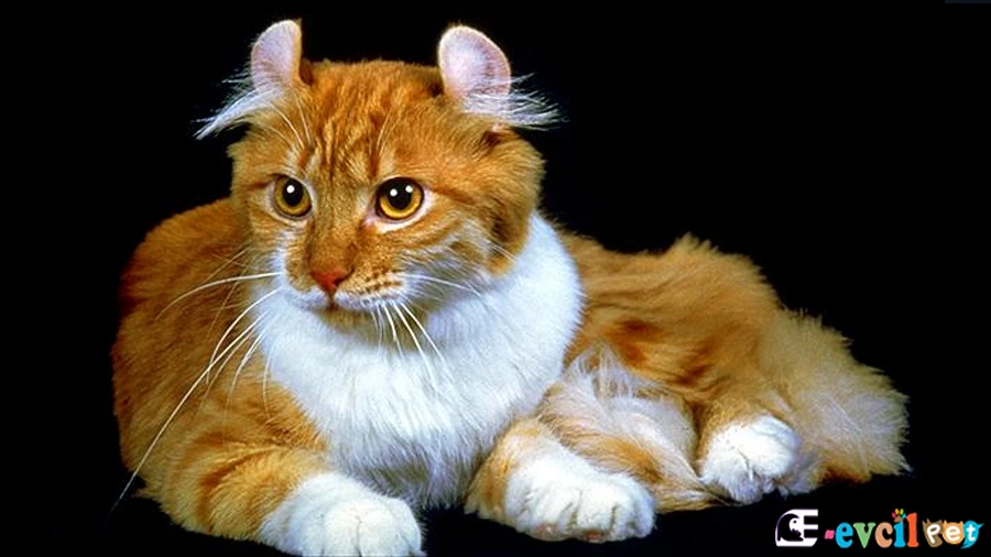 Amerikan Curl Temel Eğitimi ve Tuvalet Eğitimi