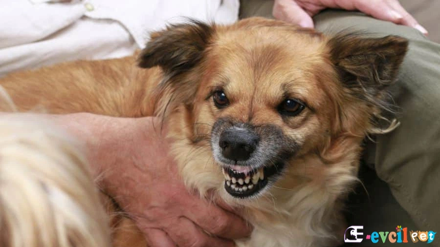 Köpeklerde Hırlama ve Isırma