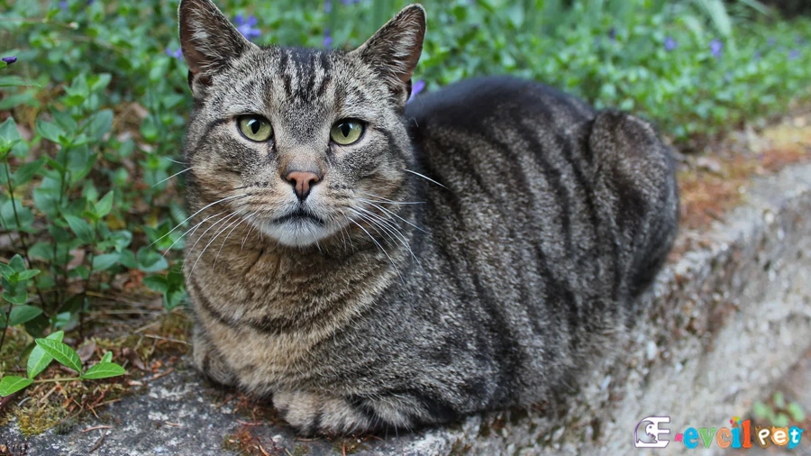 Domestic Shorthair Temel Eğitimi ve Tuvalet Eğitimi