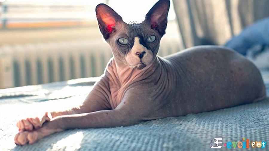 Sfenks Fiziksel Özellikleri