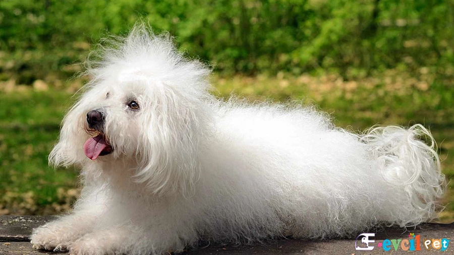 Bichon Bolognese Karakter Özellikleri