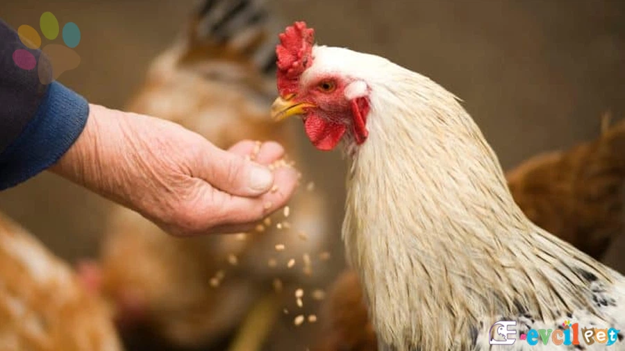 Tavuklarınızın Daha Fazla Yumurta