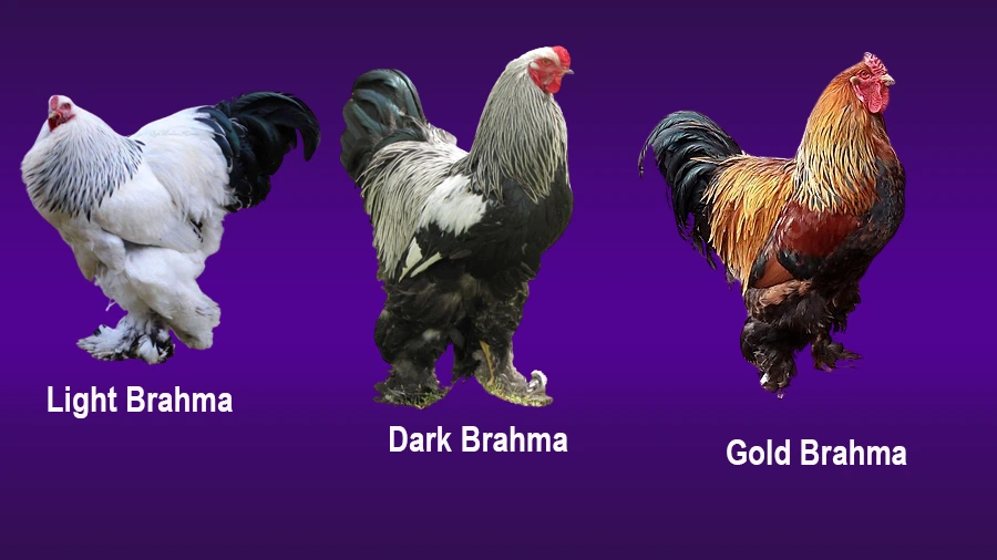 Brahma Tavuk