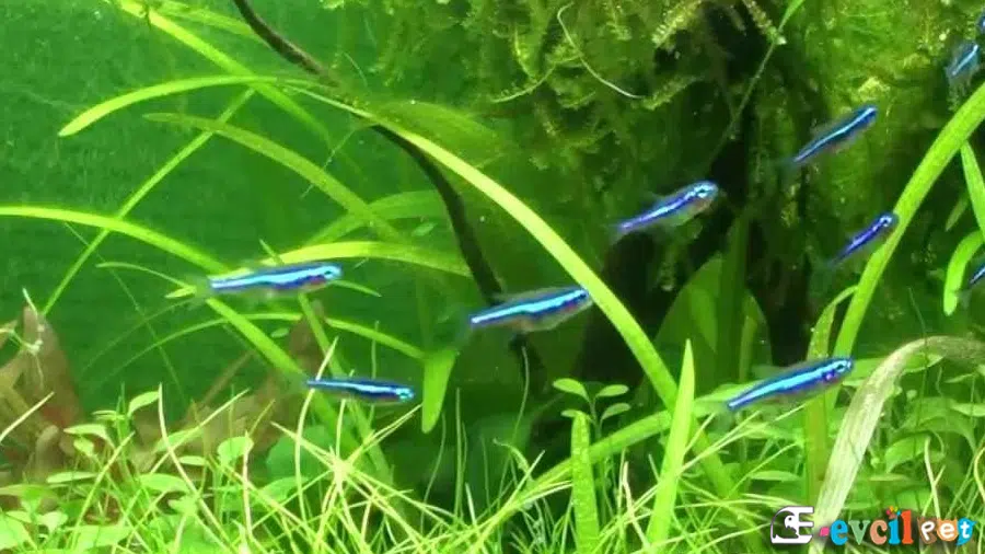 Yeşil Neon Tetra Bitkili Akvaryum