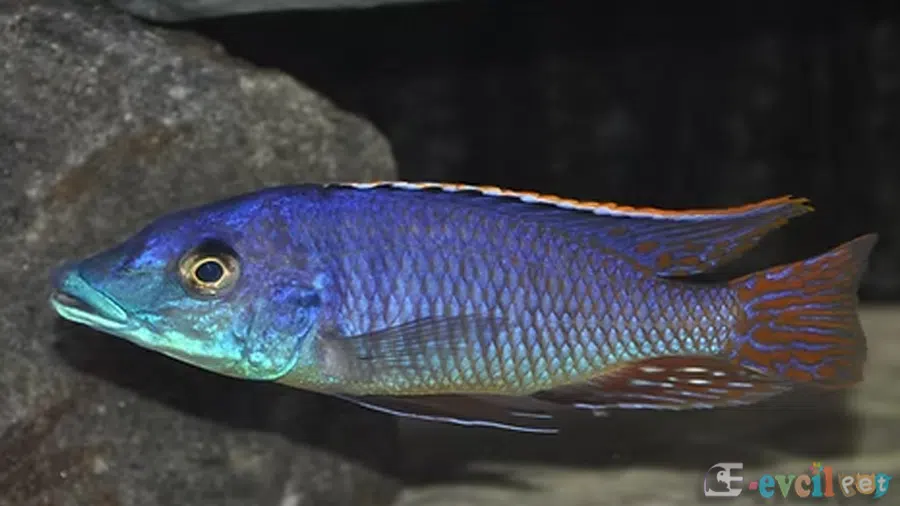 Mylochromis Lateristriga Erkek
