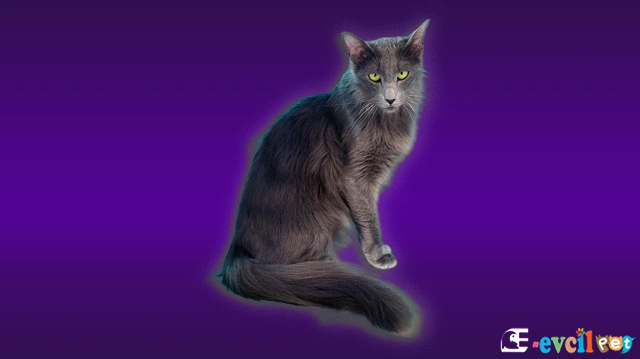 Oriental Longhair Kedi