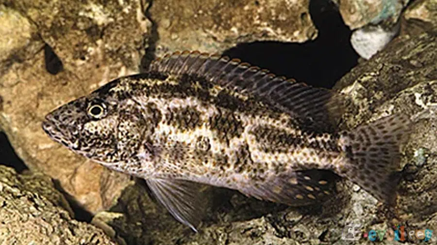 Nimbochromis Polystigma Akvaryumu
