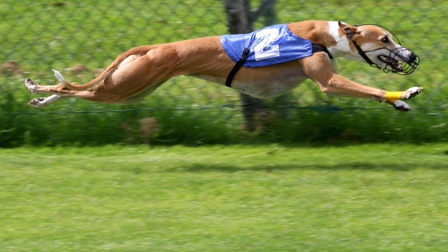 Turkish Hound Türk Tazısı Temel Eğitimi ve Tuvalet Eğitimi