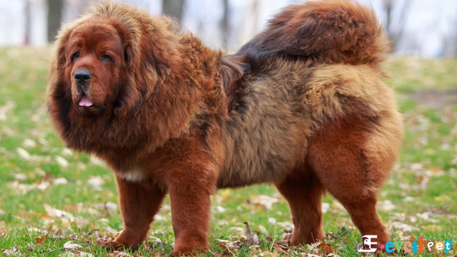 Tibet Mastifi (Tibetan Mastiff) Tibet Mastifi Temel Eğitimi ve Tuvalet Eğitimi (Tibetan Mastiff)