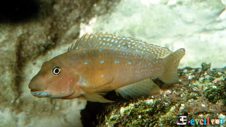 Spathodus marlieri Akvaryumu