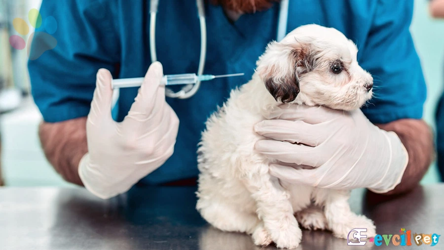 Köpeklerin Aşı Takvimi