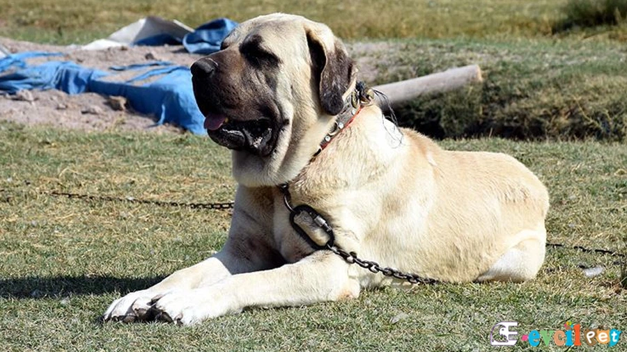 Aksaray Malaklısı Genetik Sağlık Sorunları Hastalıkları