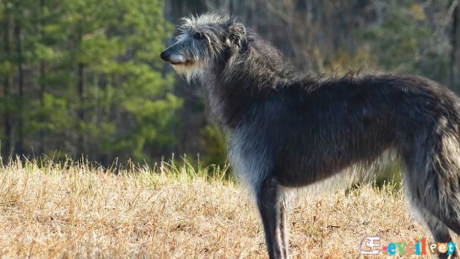 Scottish Deerhound Bakımı ve Beslenmesi (İskoç Geyik Tazısı)