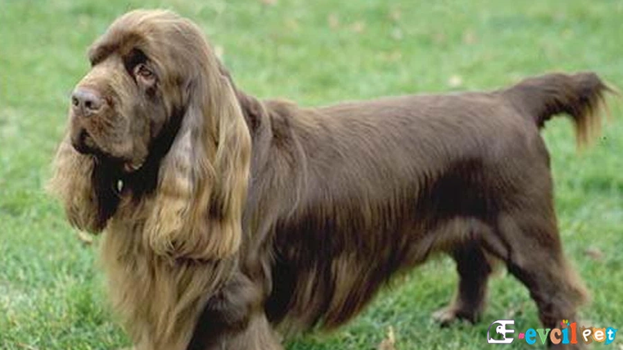 Clumber Spaniel Genetik Sağlık Sorunları Hastalıkları