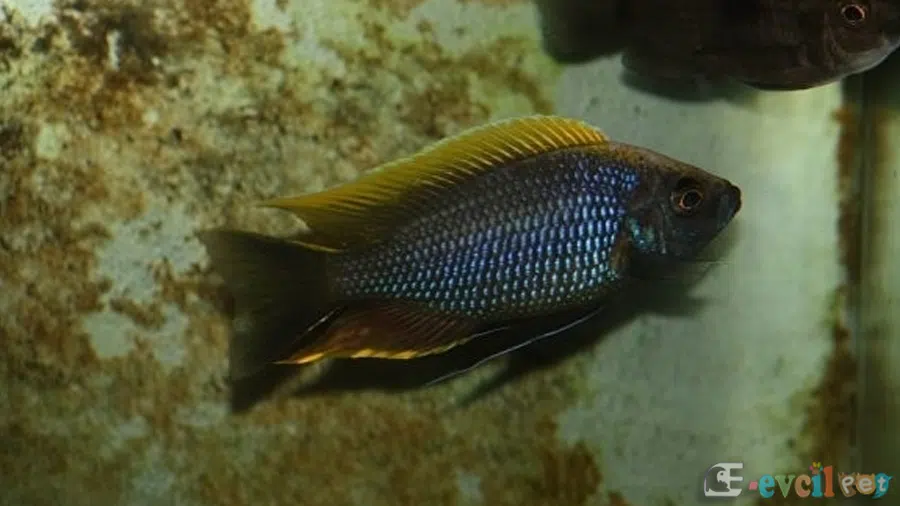Copadichromis Geertsi