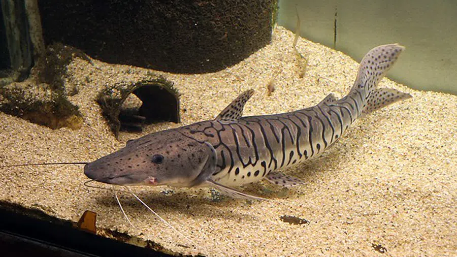 Tiger Shovelnose Catfish