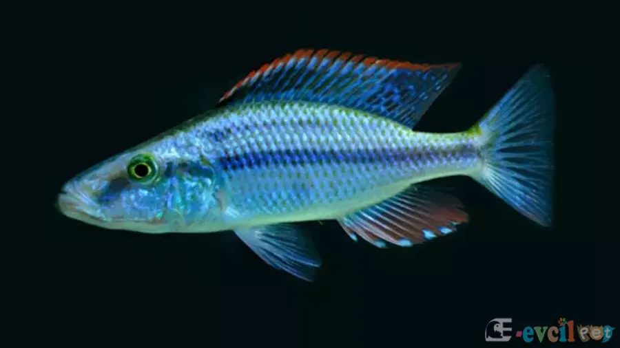 Dimidiochromis compressiceps Erkek Yakın Çekim