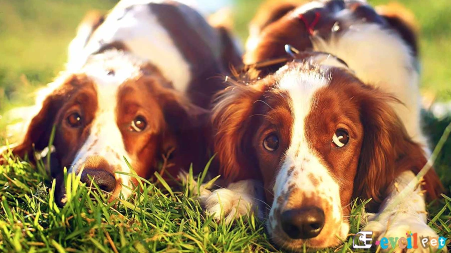 Welsh Springer Spaniel Bakımı ve Beslenmesi