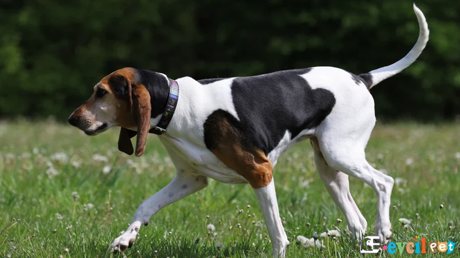 English Foxhound Karakter Özellikleri (İngiliz Tilki Tazısı)